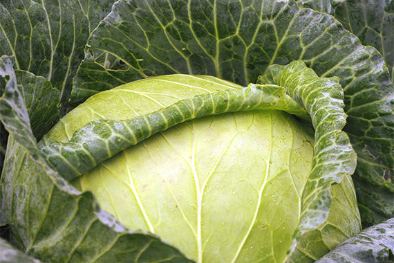 Pegels Landhandel - Gemüseanbau