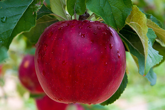 Pegels Landhandel - Obstandbau