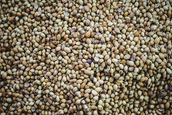 Pegels Landhandel - Saatgut