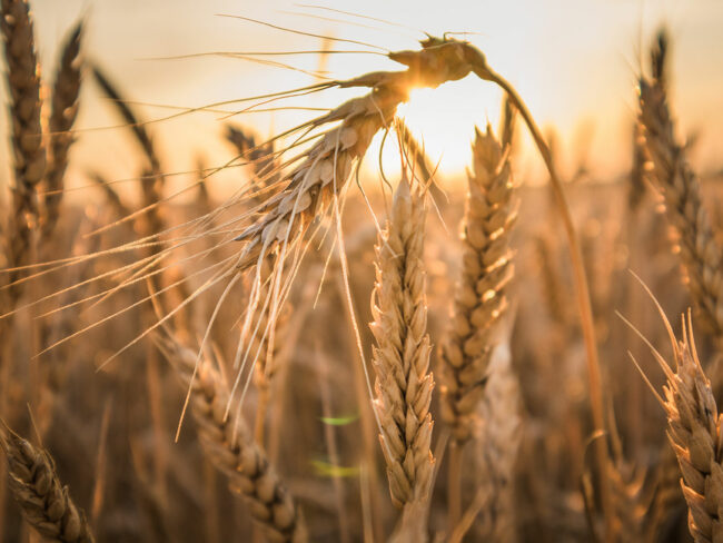 Pegels-Gruppe Landhandel Getreide und Ölsaaten Vorschaubild