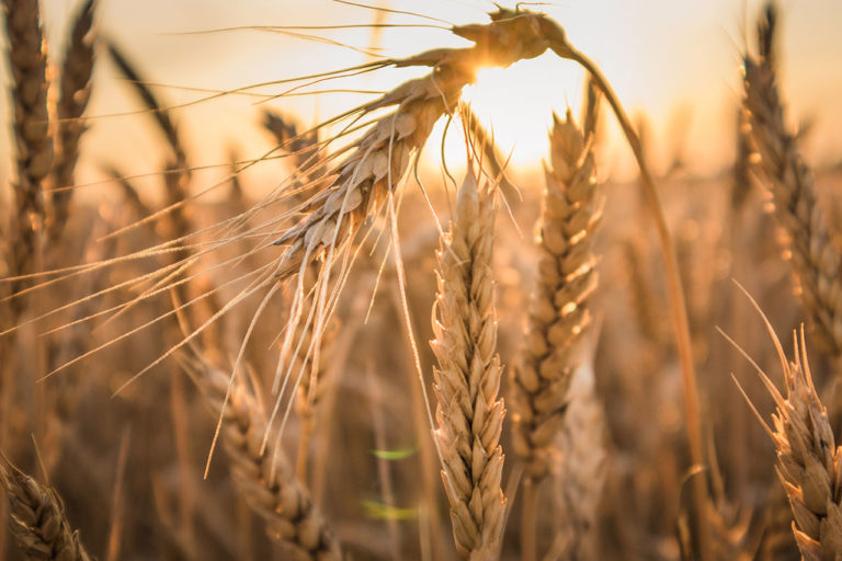 Pegels-Gruppe Landhandel Getreide und Ölsaaten Vorschaubild