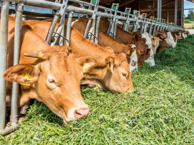 Pegels-Gruppe Landhandel Tierhaltung Vorschaubild