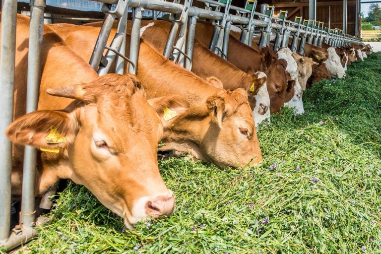Pegels-Gruppe Landhandel Tierhaltung Vorschaubild